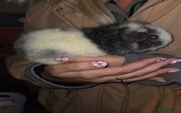 Guinea Pig rodents for sale: Baby guinea pigs - Image 11