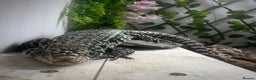 Lizard reptiles for sale: Black and white tegu for sale  - Advert 6