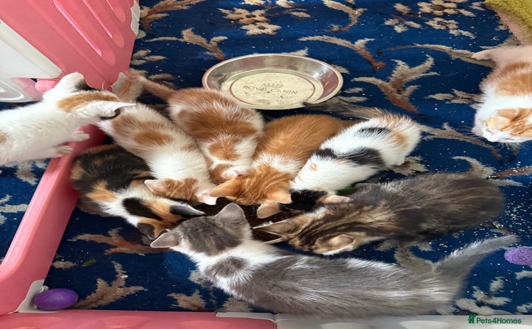 Mixed Breed cats - Advert 2
