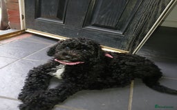 Sheepadoodle dogs for sale: F1b mini sheepadoodles  - Image 14