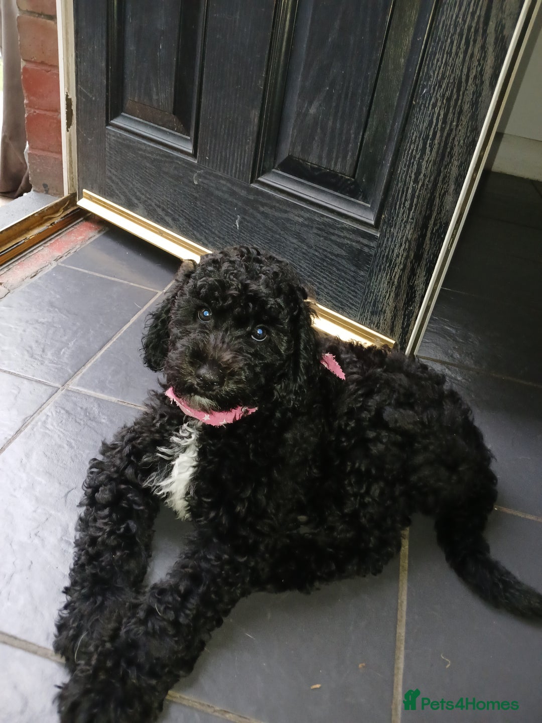 Sheepadoodle dogs for sale: F1b mini sheepadoodles  - Image 14