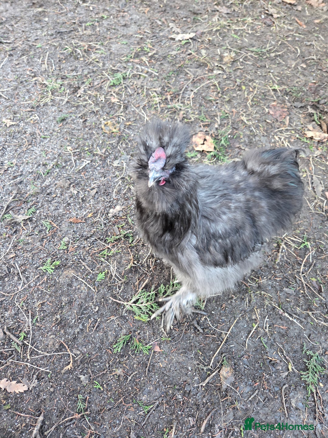 Chickens poultry for sale: Silkie rooster and hen  - Advert 3