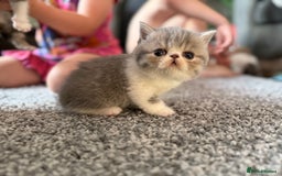 Exotic cats for sale: 4 beautiful exotic shorthair girls  - Image 19