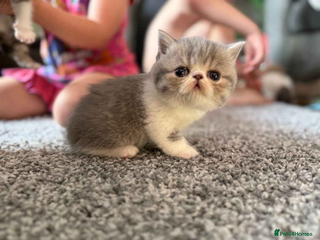 Exotic cats for sale: 4 beautiful exotic shorthair girls  - Image 19