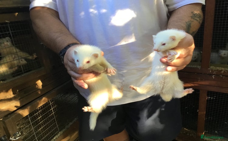 Ferret rodents - Advert 3