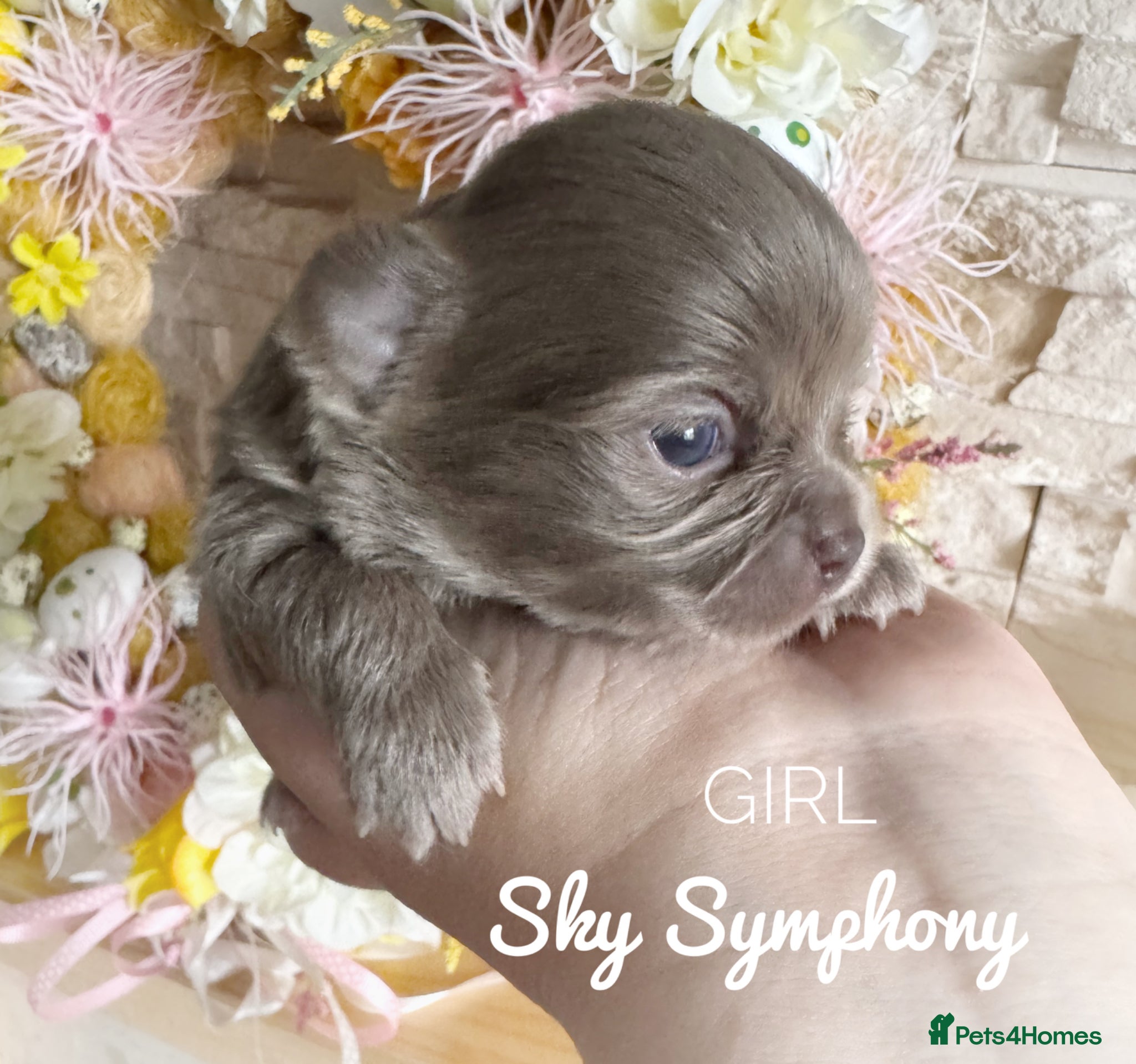 Chihuahua dogs KC chocolate and lilac long coat quality puppies  - Advert 1