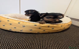 Yorkshire Terrier dogs for sale: Adorable Yorkshire terrier puppies available  - Image 22