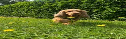 Cocker Spaniel dogs for sale: Cocker Spaniel 3 years old - Mowgli in Stafford - Advert 4