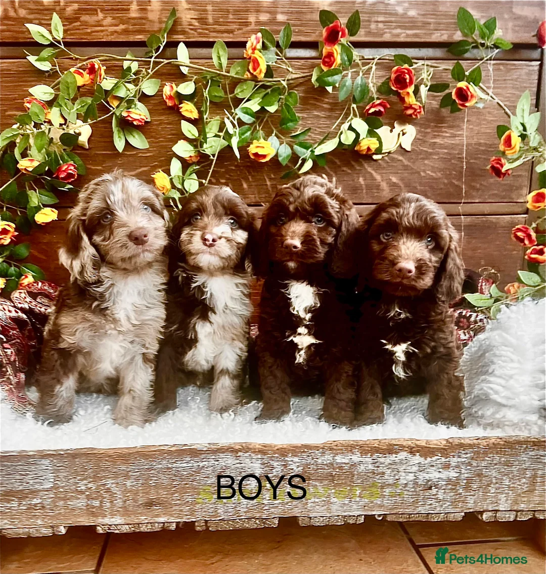 Sproodle dogs for sale: Chocolate Sproodle Puppies rare Merle  - Advert 1