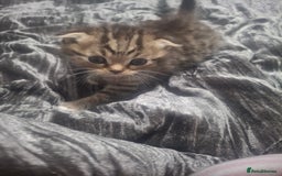 Mixed Breed cats for sale: 3 kittens  - Image 2