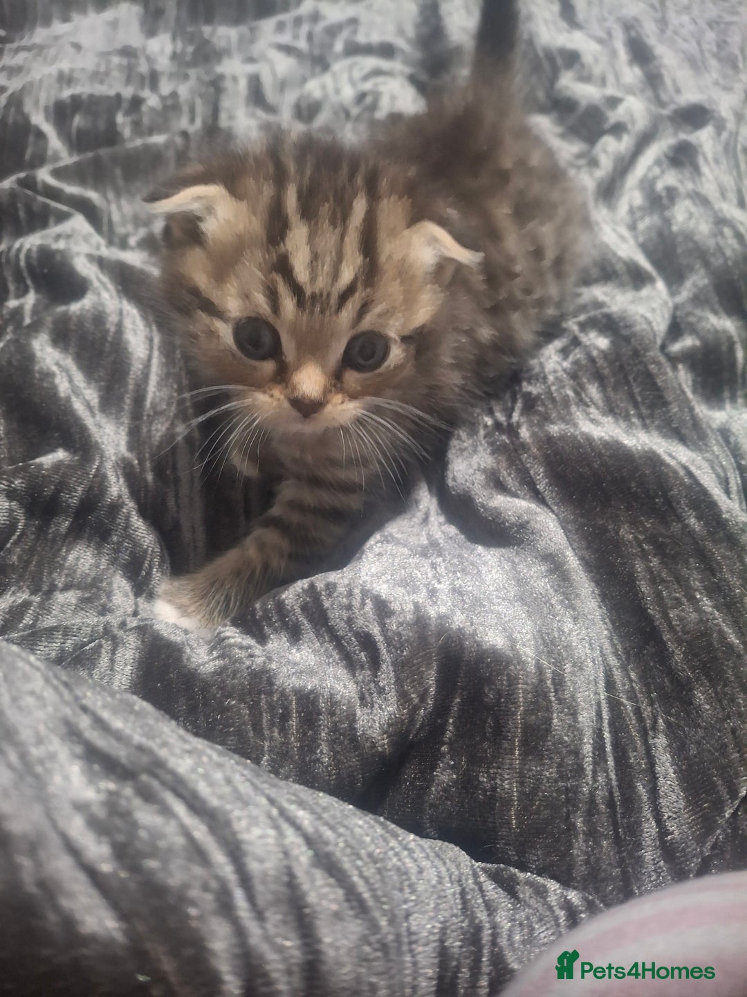 Mixed Breed cats for sale: 3 kittens  - Image 2