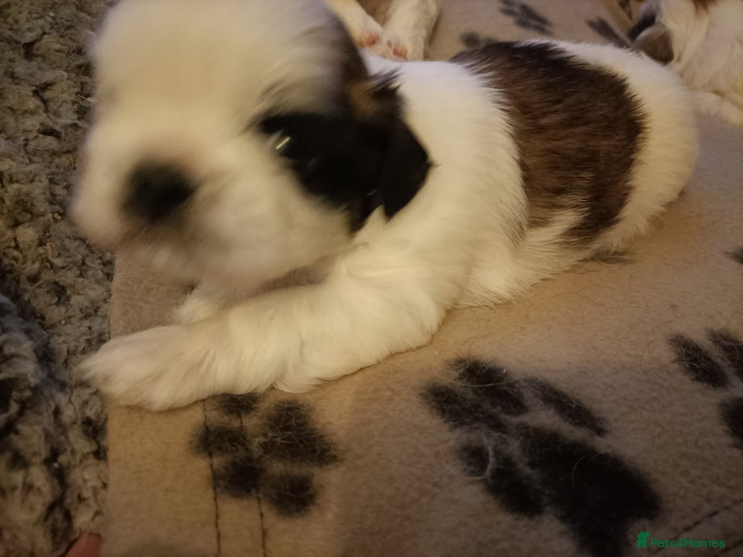 Shih Tzu dogs for sale: Shi zhi puppies for sale - Image 4