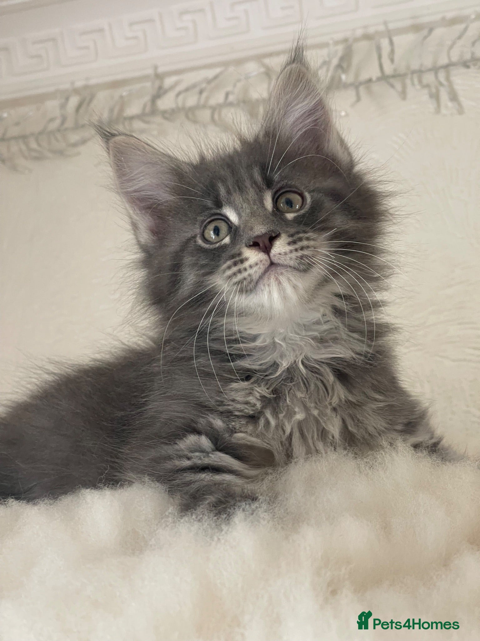 Maine Coon cats Maine Coon boy  - Advert 11
