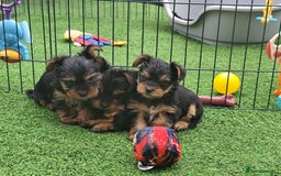 Yorkshire Terrier dogs for sale: Beautiful Mini Yorkshire Terrier puppies - Image 13