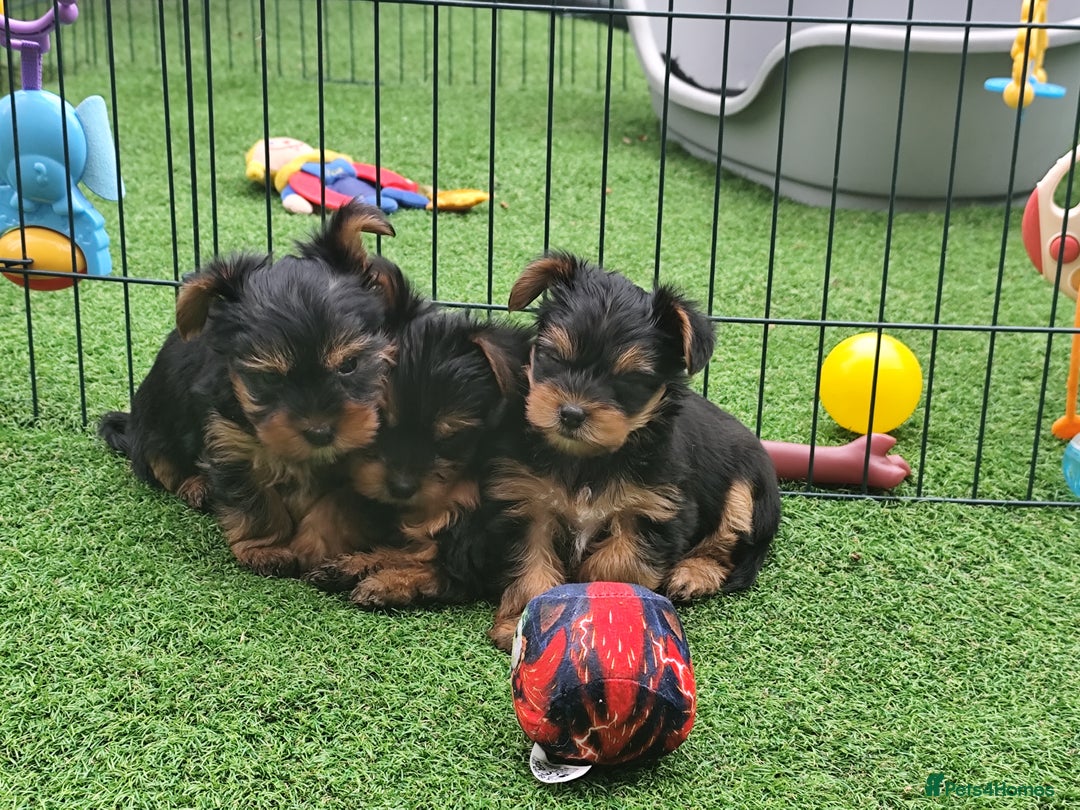 Yorkshire Terrier dogs for sale: Beautiful Mini Yorkshire Terrier puppies - Image 13