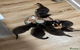 Mixed Breed cats for sale: 🌟Beautiful Oriental x Maine Coon Kittens🌟 - Image 10