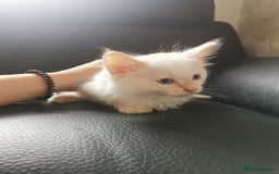 Ragdoll cats for sale: Pure breed health tested ragdoll kittens  - Image 10