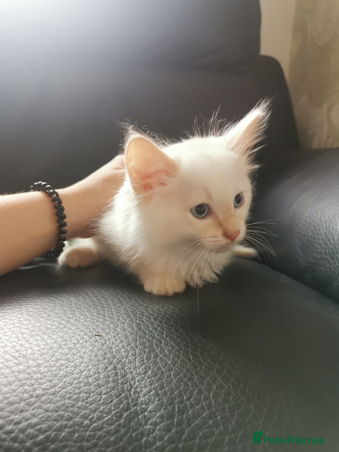 Ragdoll cats for sale: Pure breed health tested ragdoll kittens  - Image 10