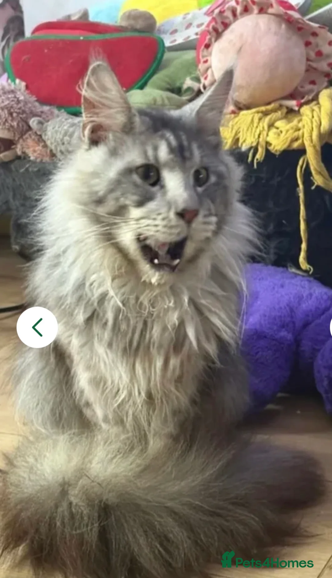 Maine Coon cats for sale: HANDSOME AXEL  - Advert 1