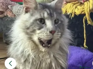 Maine Coon cats HANDSOME AXEL - Advert 1