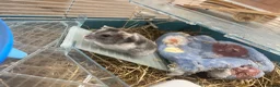Hamster rodents for sale: Female Dwarf Hamster  in Leicester - Advert 3