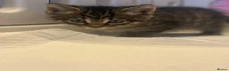 Mixed Breed cats for sale: Beautiful Kittens for sale  - Advert 15