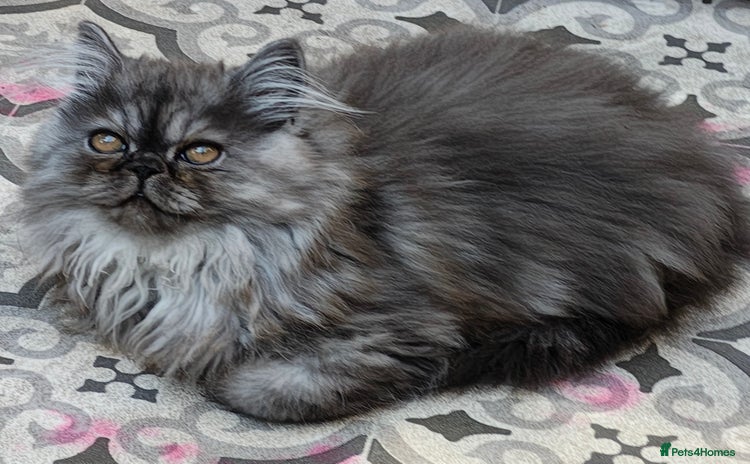 Persian cats - Advert 3