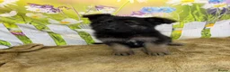 German Shepherd dogs for sale: German Shepherd puppies for sale - Advert 3