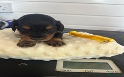 Cockapoo dogs for sale: Stunning 5  fully health tested  cockapoos  - Advert 10