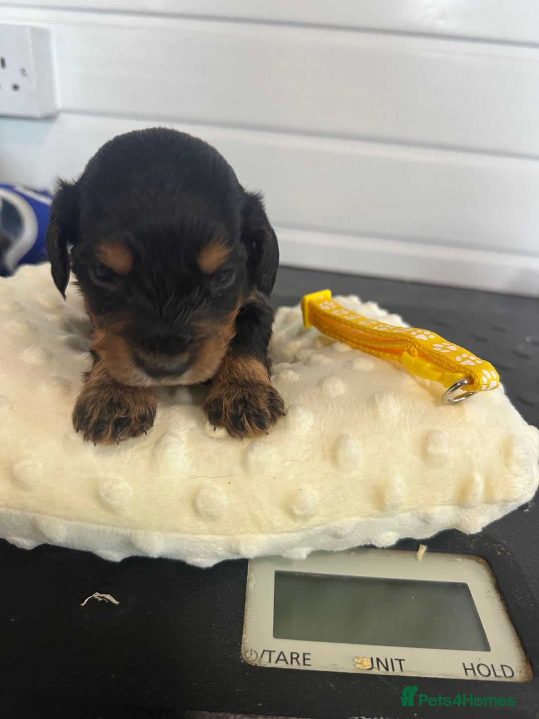 Cockapoo dogs for sale: Stunning 5  fully health tested  cockapoos  - Advert 10
