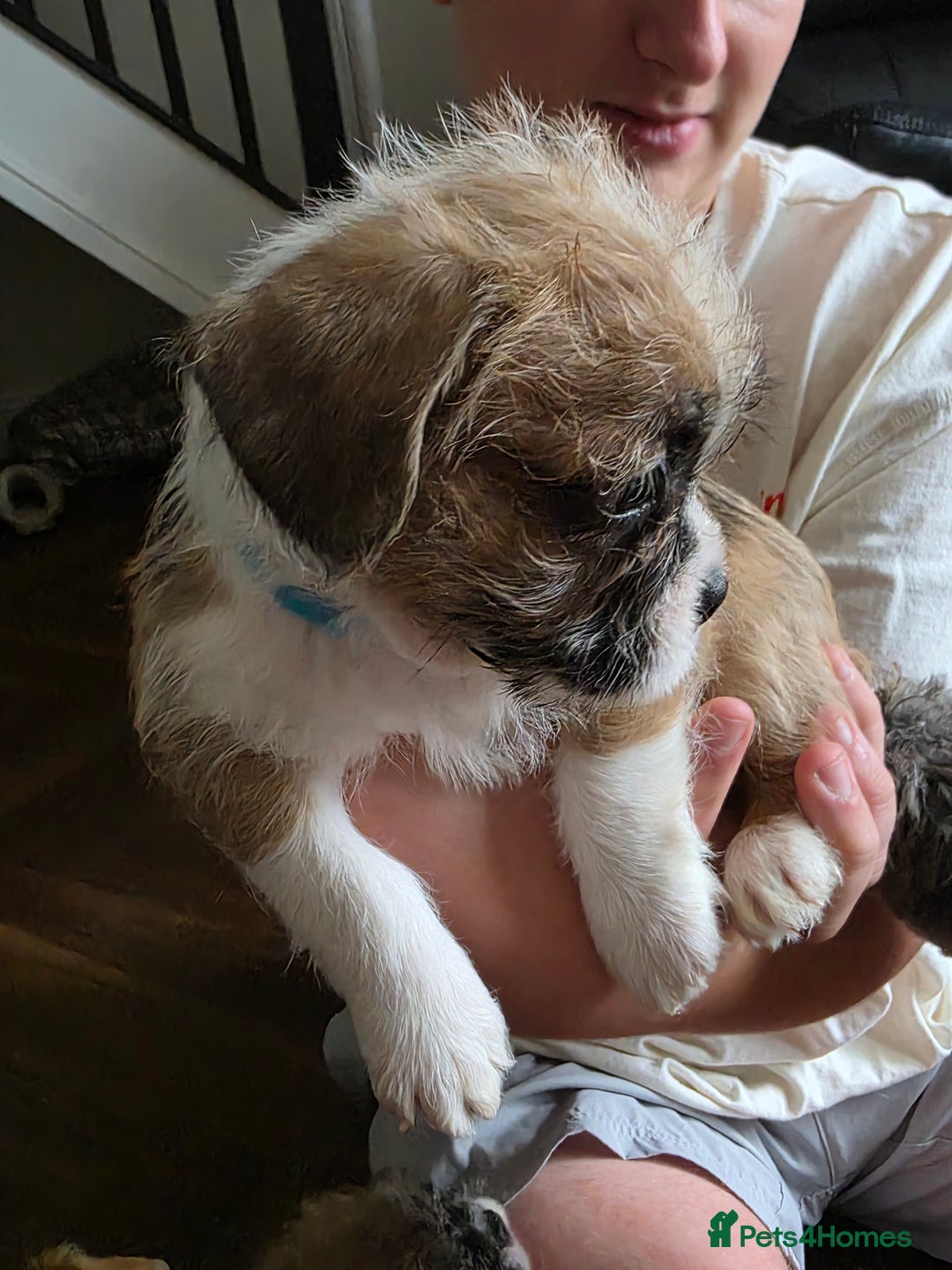 Mixed Breed dogs for sale: Reduced French bulldog x pomeranian pups 8 wks  - Image 7