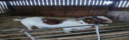 Goats livestock for sale: Boer bucks - Advert 1