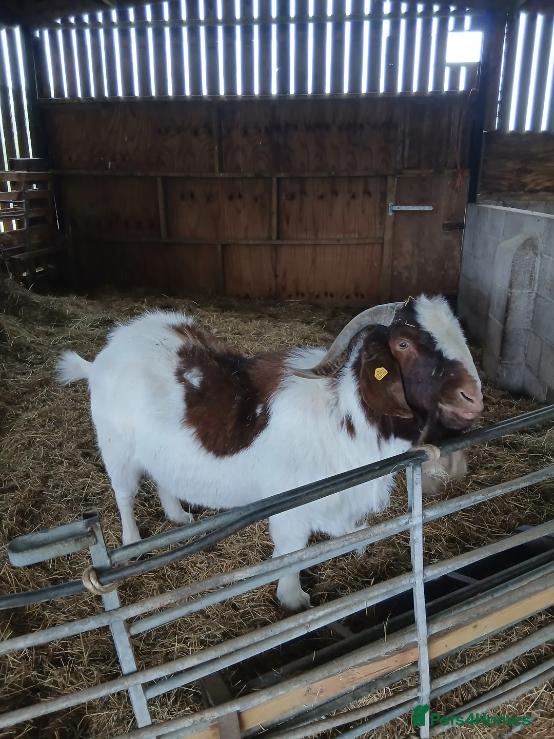 Goats livestock for sale: Boer bucks - Advert 1
