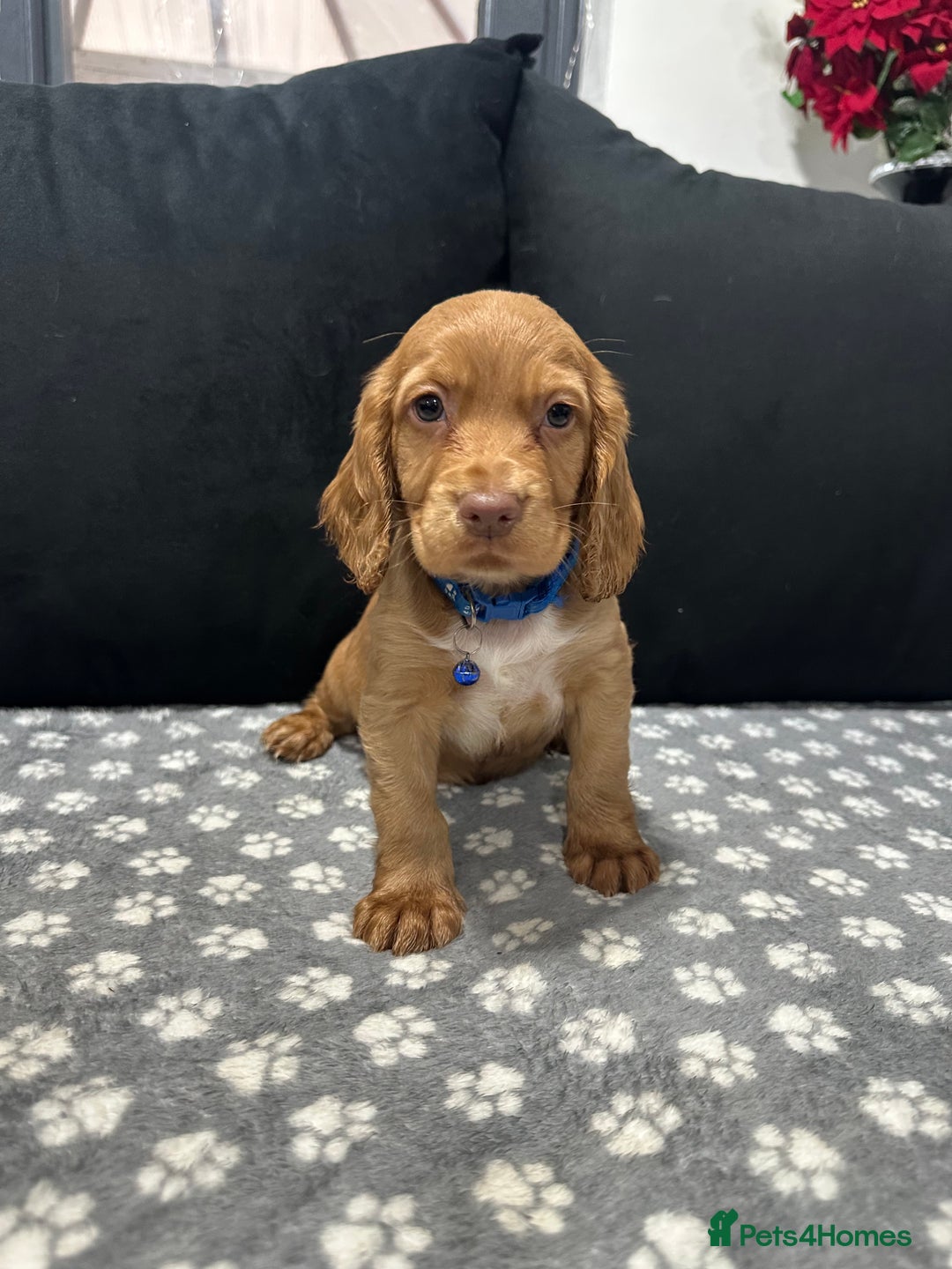 Cocker Spaniel dogs for sale: 3 beautiful cocker spaniel puppies left  - Advert 5