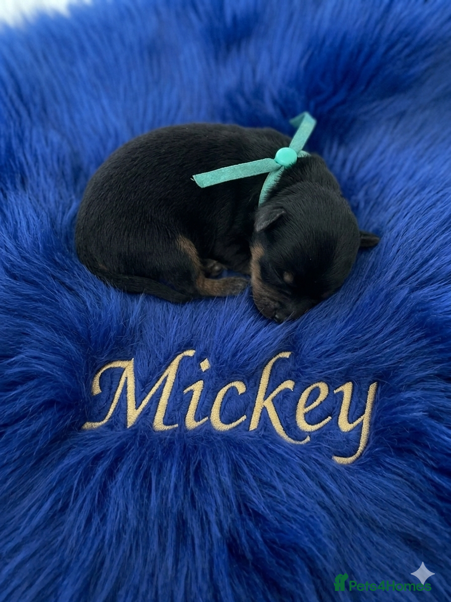 Yorkshire Terrier dogs Adorarable Yorkie Boys 5🌟Licenced Breeder - Advert 2