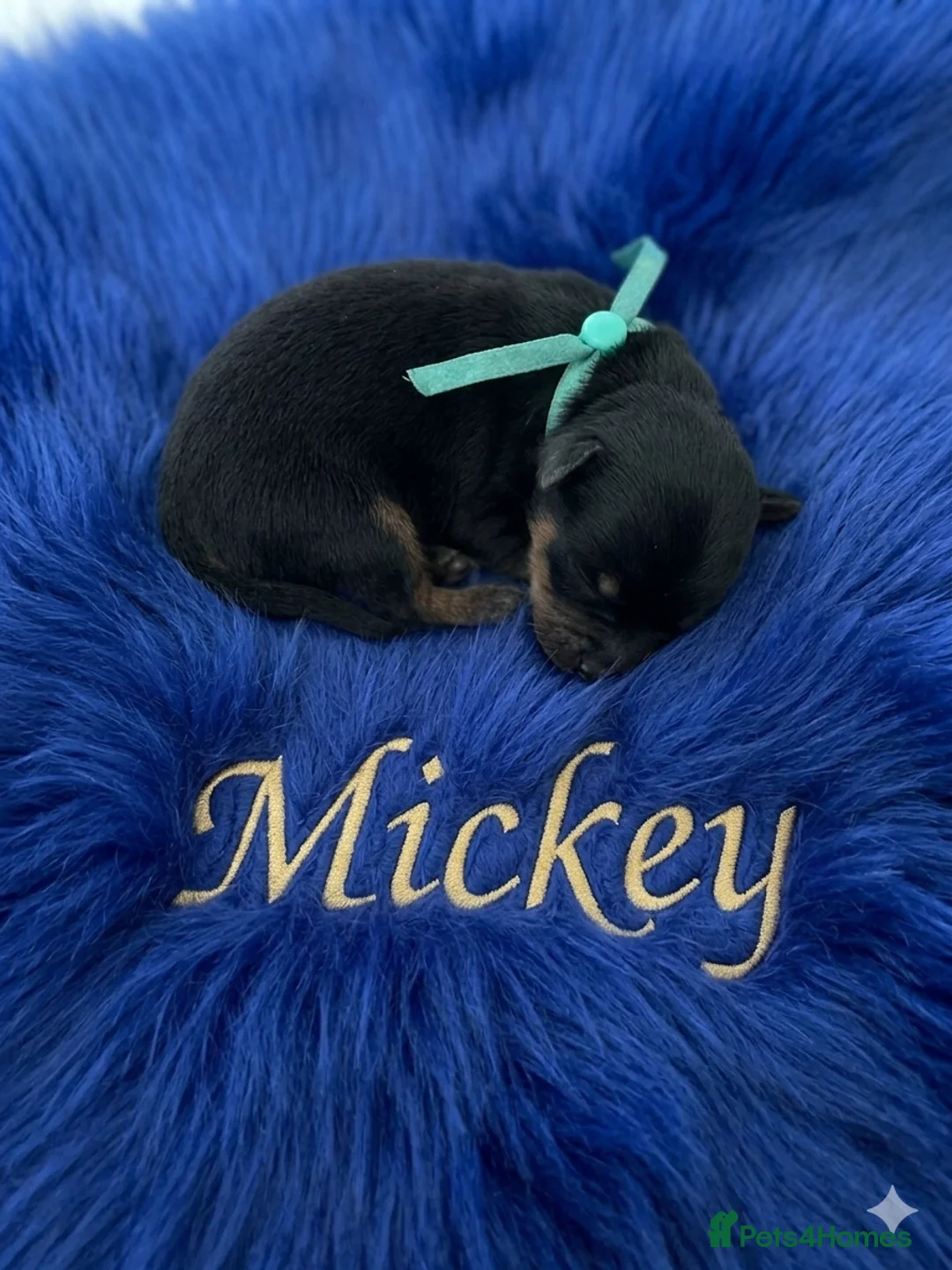 Yorkshire Terrier dogs for sale: Adorarable Yorkie Boys 5🌟Licenced Breeder - Advert 1