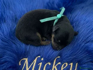 Yorkshire Terrier dogs Adorarable Yorkie Boys 5🌟Licenced Breeder - Advert 2