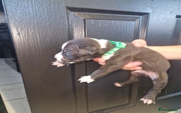 American Bulldog dogs for sale: American  bulldog  pups - Image 25