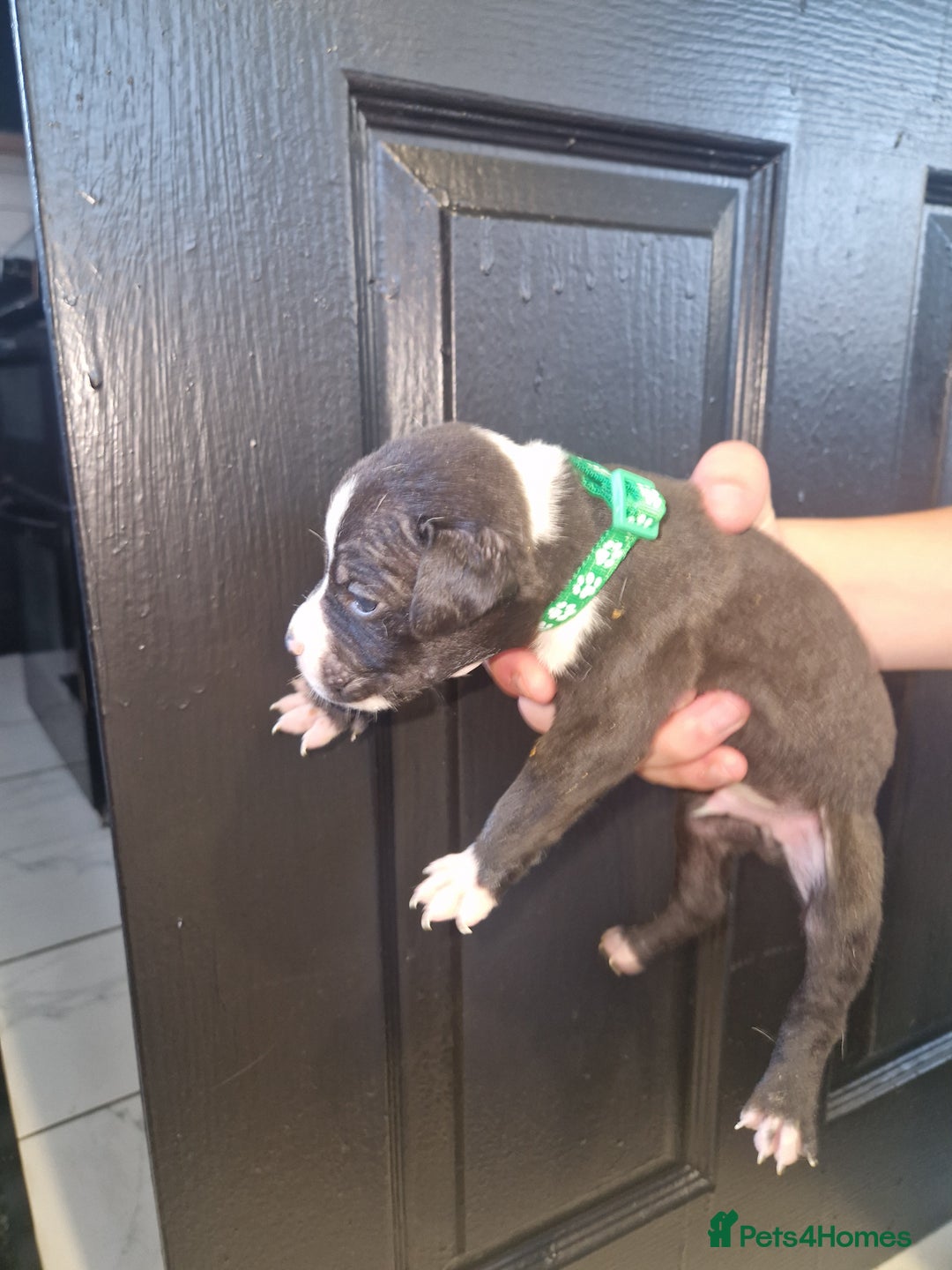 American Bulldog dogs for sale: American  bulldog  pups - Image 25