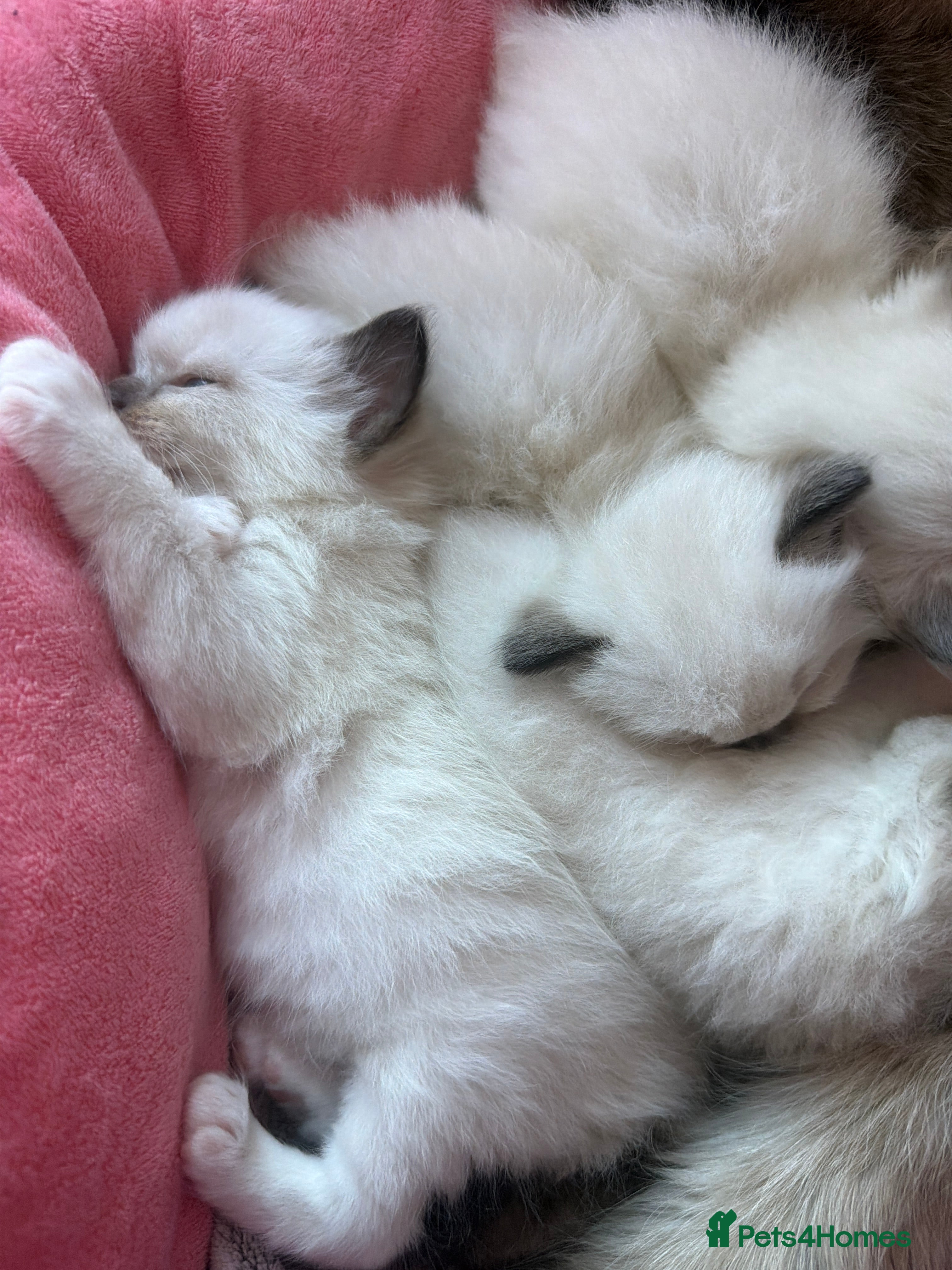 Ragdoll cats Pure breed healthy Ragdolls  - Advert 2