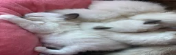 Ragdoll cats for sale: Pure breed healthy Ragdolls  - Advert 4