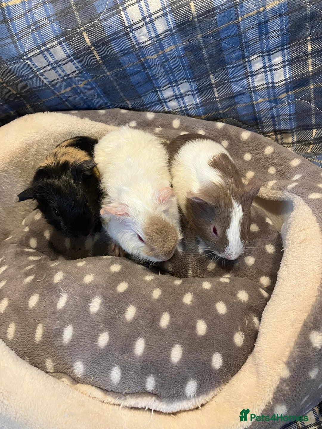 Guinea Pig rodents for sale: Lots of lovely baby boy guinea pigs - Advert 21
