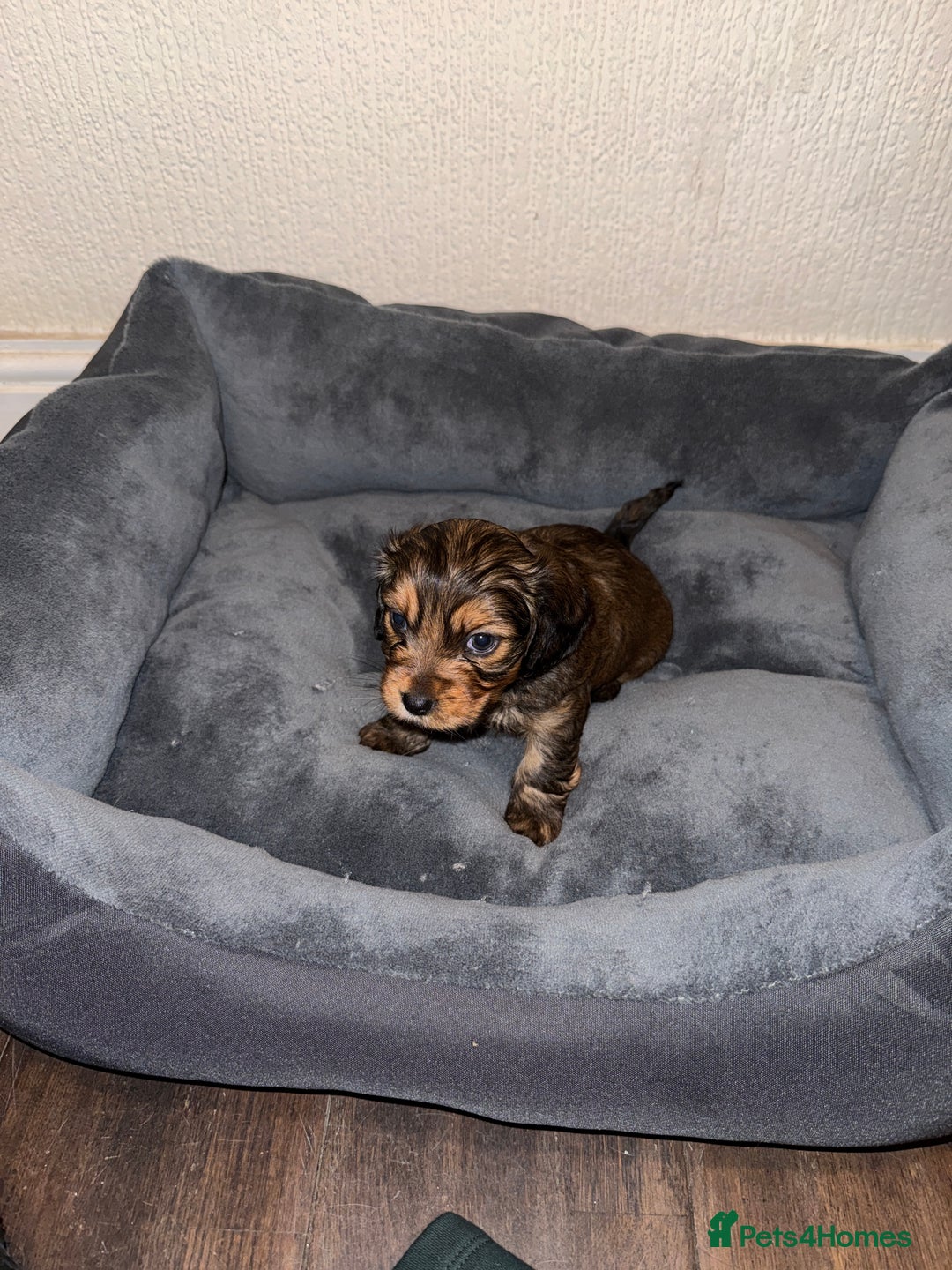 Mixed Breed dogs for sale: Corkiepoo puppies for sale 🐶 - Advert 13