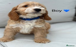 Cockapoo dogs for sale: F1 Cockapoo Puppies DNA hereditary clear - Image 3