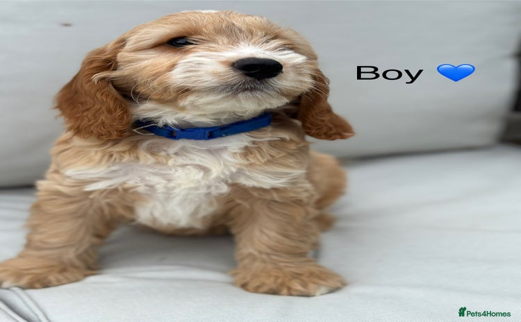 Cockapoo dogs - Advert 4