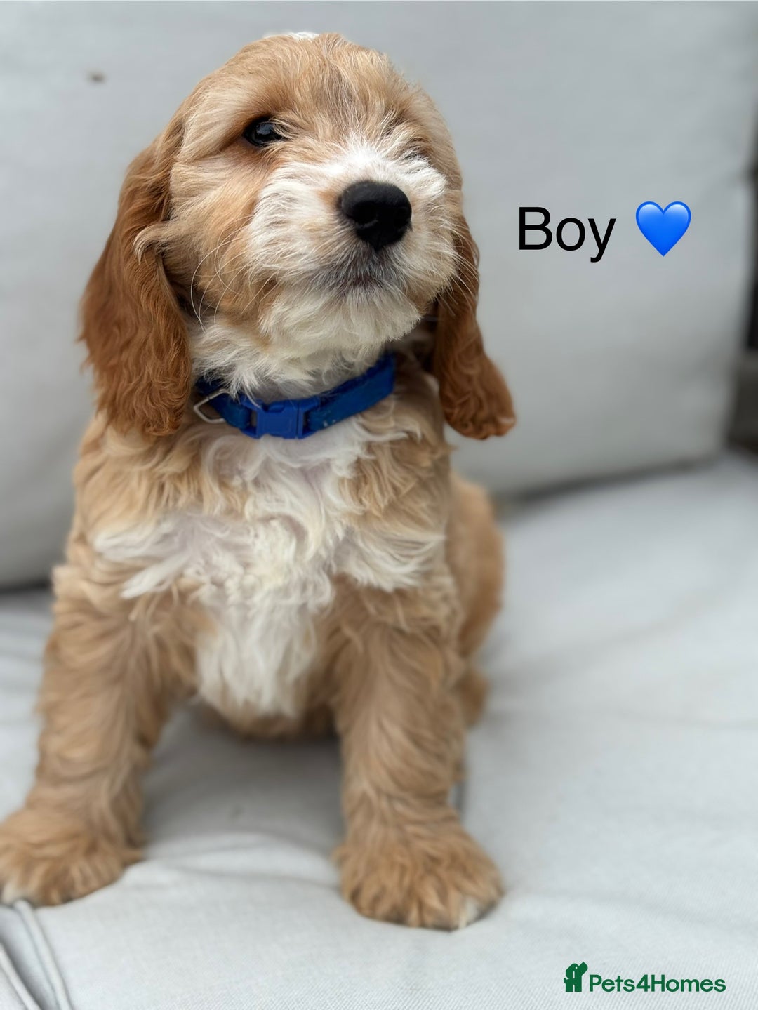 Cockapoo dogs for sale: F1 Cockapoo Puppies DNA hereditary clear - Image 3