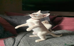 Siamese cats for sale:  First Generation Pedigree Tonkinese Kittens  - Image 4