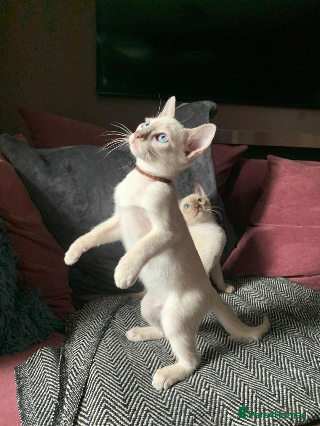 Siamese cats for sale:  First Generation Pedigree Tonkinese Kittens  - Image 4