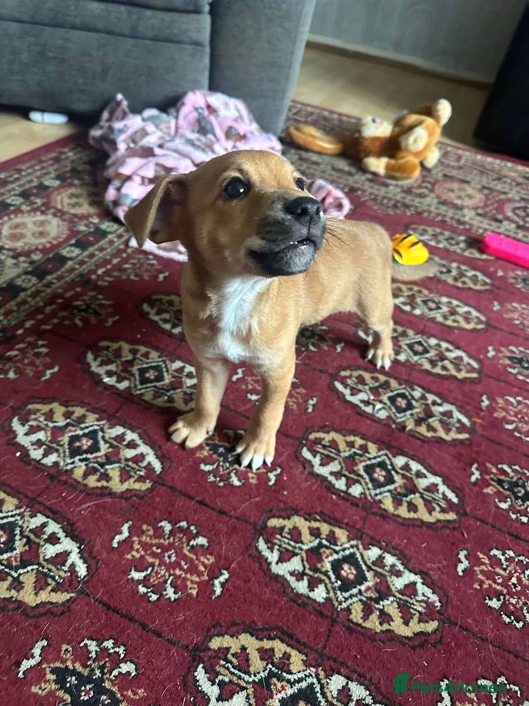 Mixed Breed dogs for sale: Lakeland/patterdale cross Jackchi puppies  - Image 10