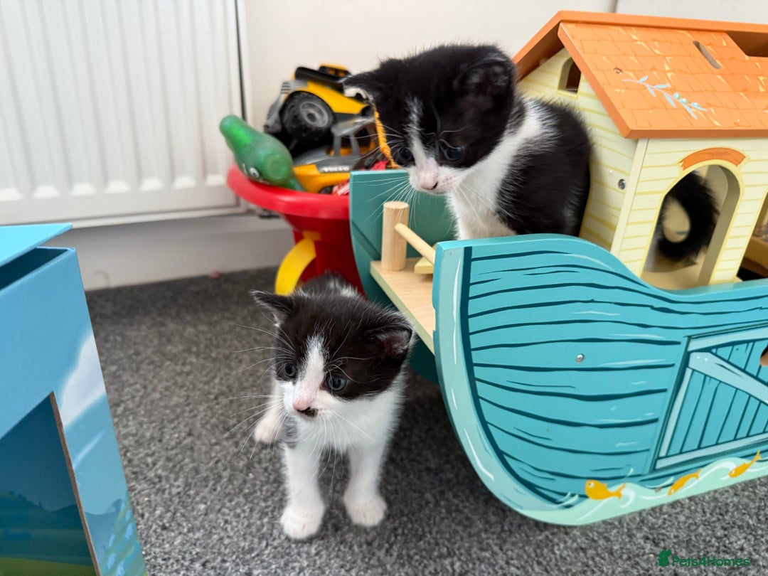 Mixed Breed cats for sale: 3 beautiful kittens looking for forever homes - Image 4
